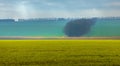 Emerald fields. Spring fog. Winter culture. Royalty Free Stock Photo